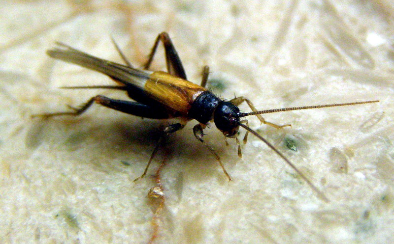 FInalmente: Stenonemobius gracilis! (Gryllidae Nemobiinae)